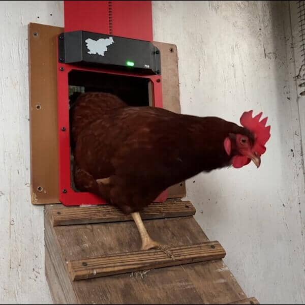 Poultry Farm Automatic Chicken House Door